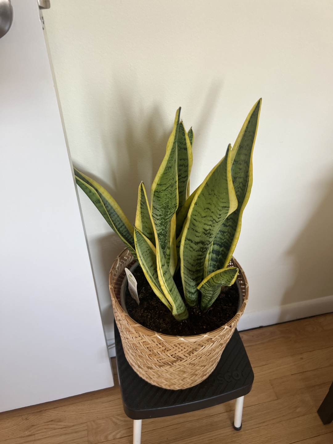Snake Plants Variety Pack - photo 5