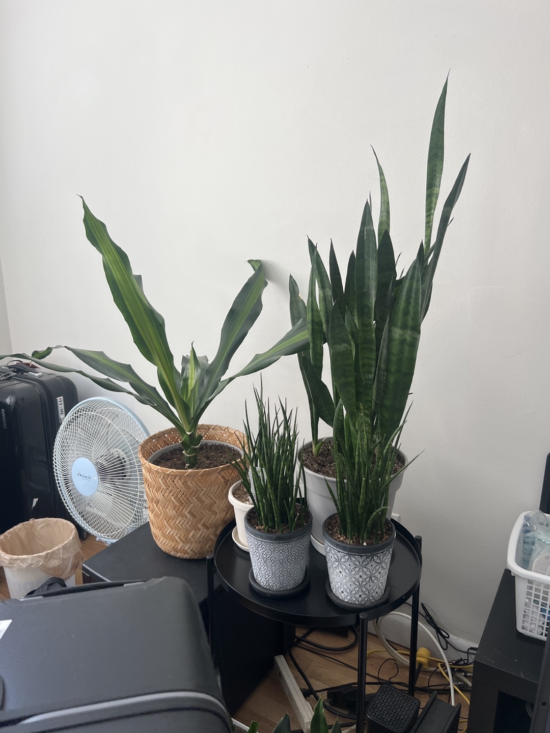 Snake Plants Variety Pack