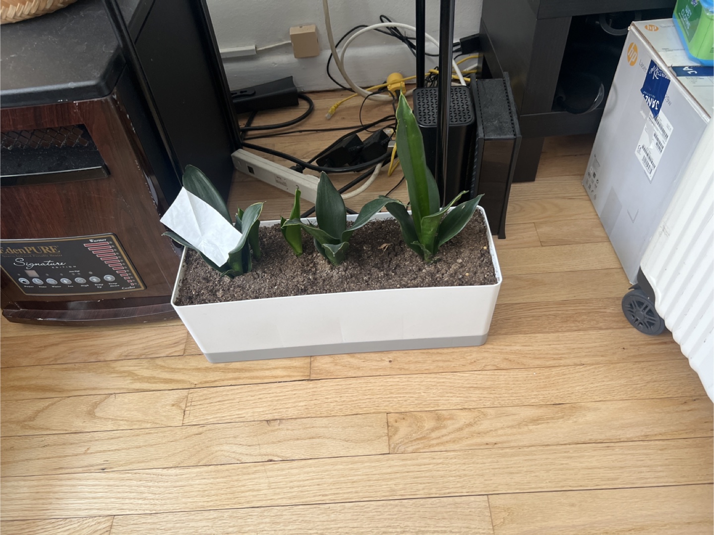Snake Plants Variety Pack - photo 2