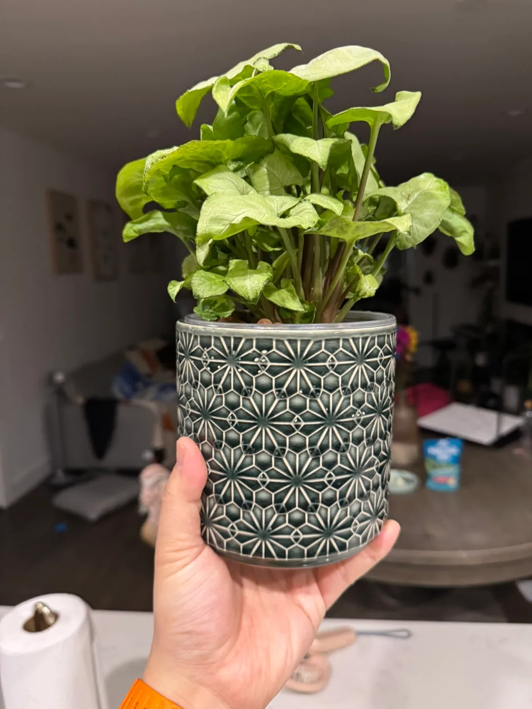 Syngonium Plant - Hydroponics/Leca thumbnail