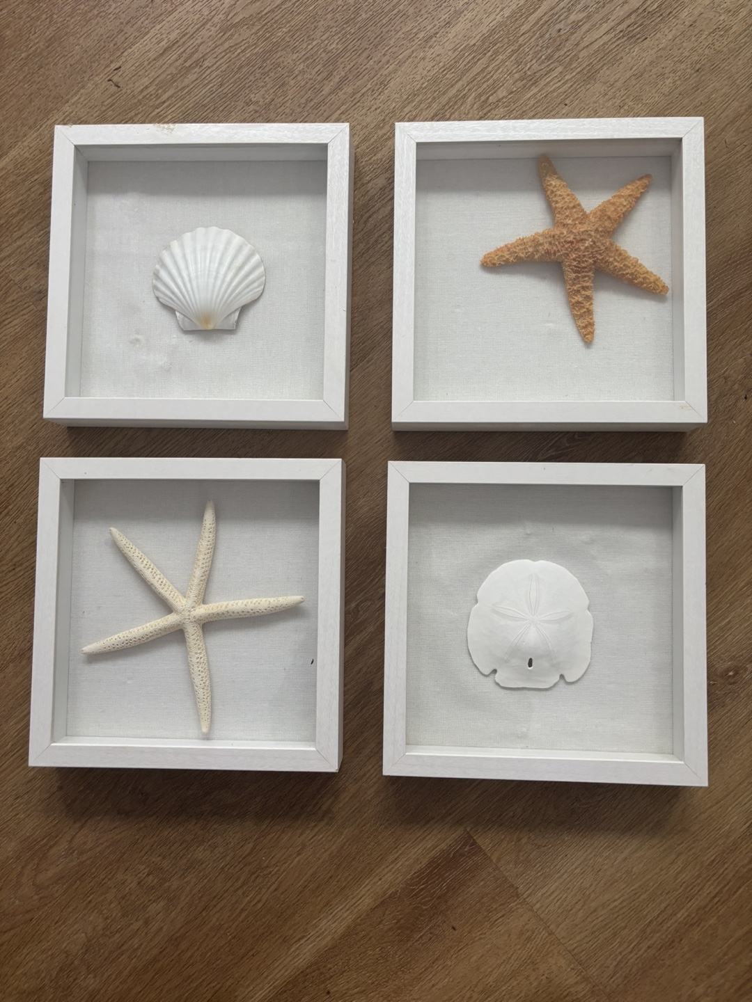 Set of Four Seashell Shadow Boxes