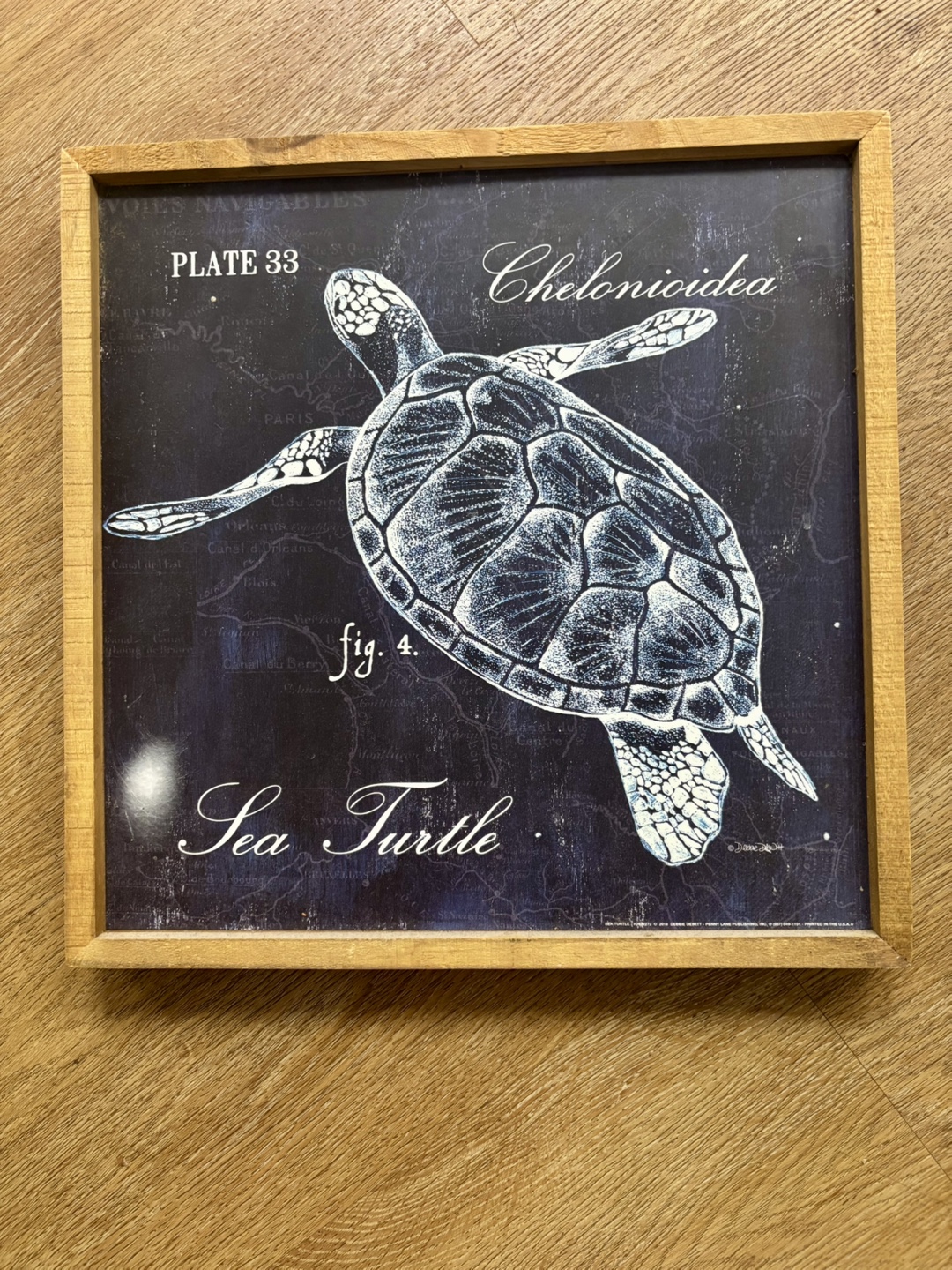 Framed Sea Turtle Print