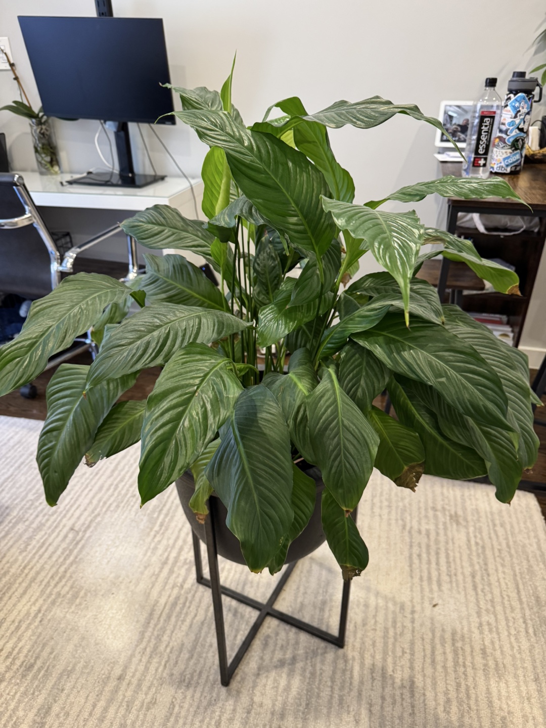 Peace Lily Plant in Black Planter with Stand