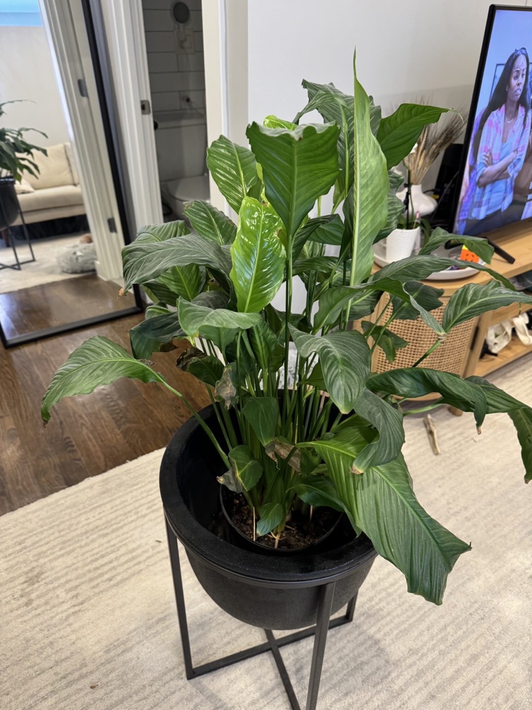 Peace Lily Plant in Black Planter with Stand - photo 5