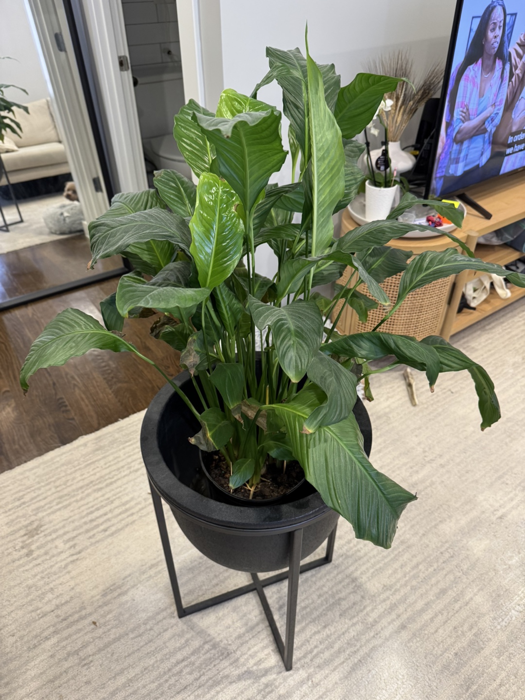 Peace Lily Plant in Black Planter with Stand - photo 3