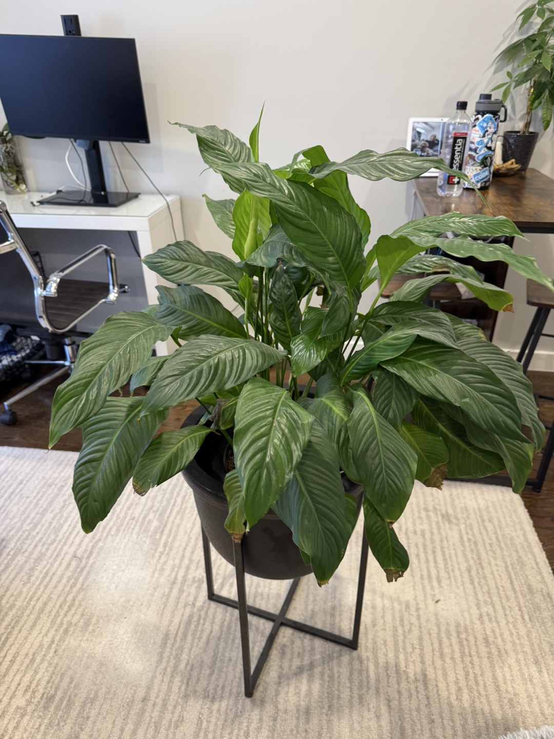 Peace Lily Plant in Black Planter with Stand - photo 2