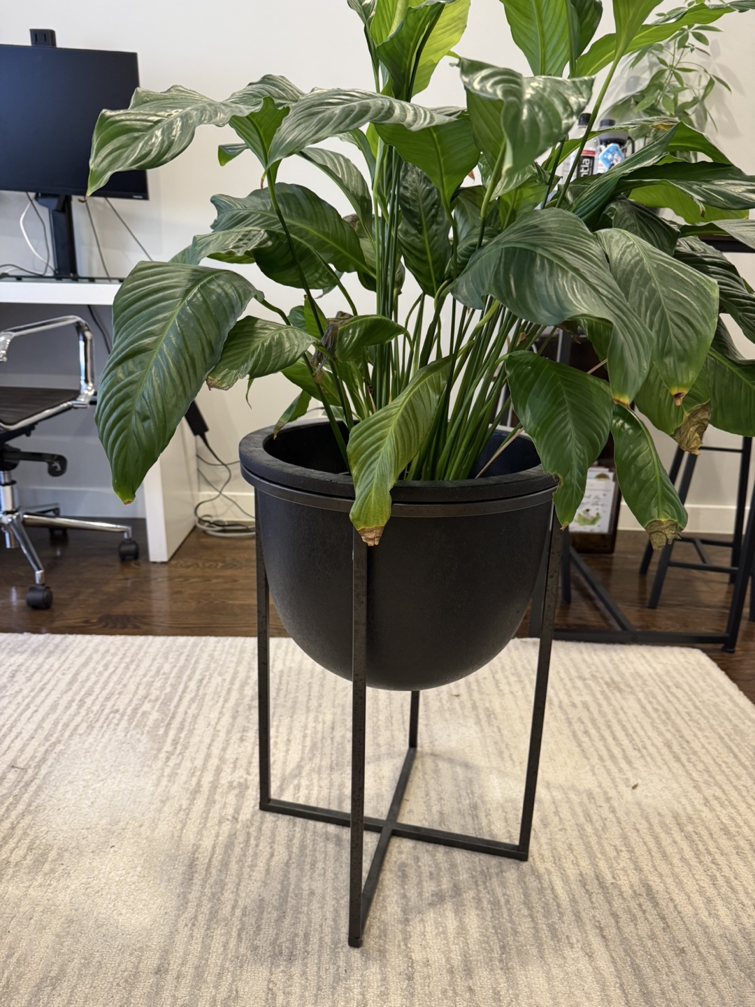 Peace Lily Plant in Black Planter with Stand - photo 4