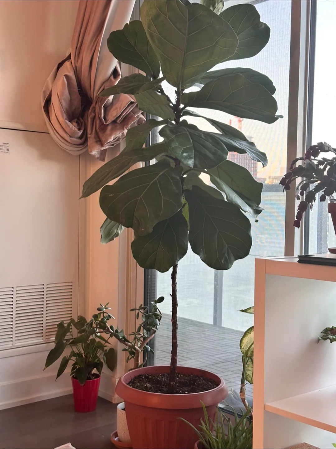 Fiddle Leaf Fig Plant thumbnail