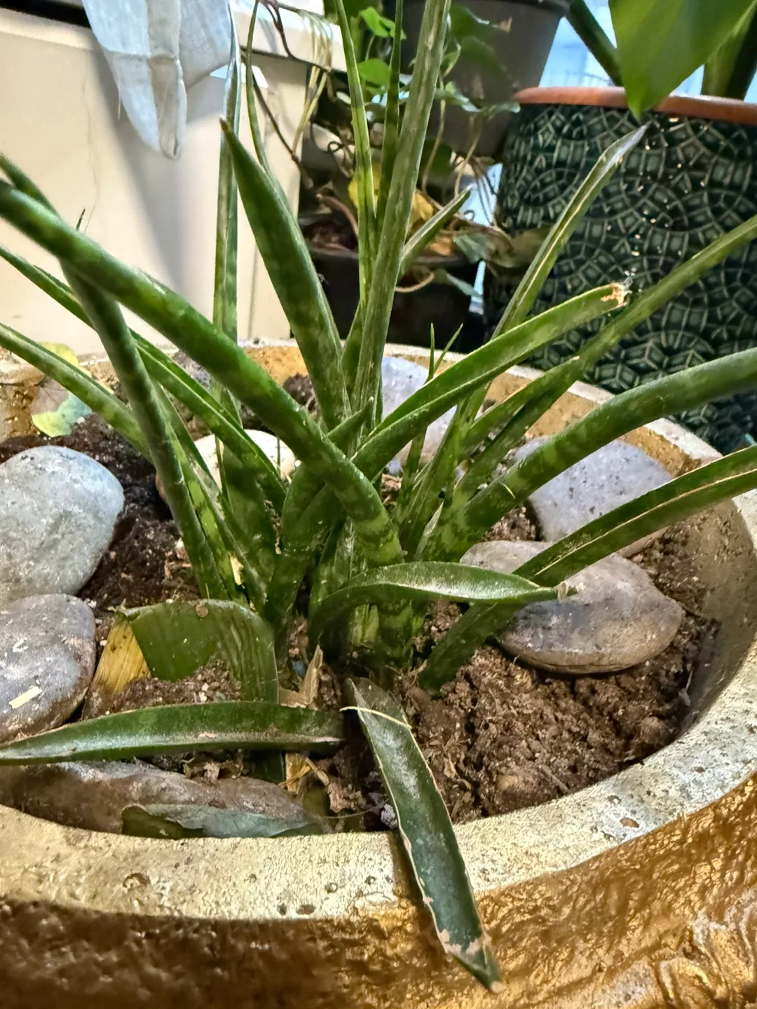 Gold Urn Planter with Snake Plant image indicator(3)