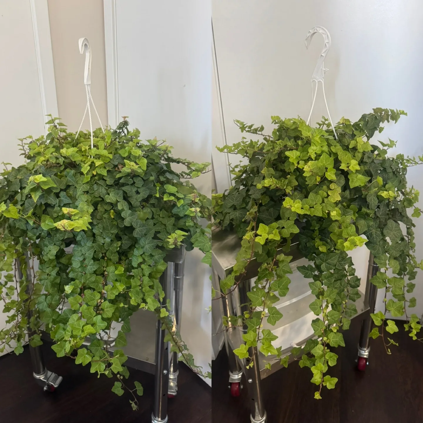 2 Extra Large Huge REAL IVY hanging Baskets 3-3.5 ft. Long $20ea thumbnail