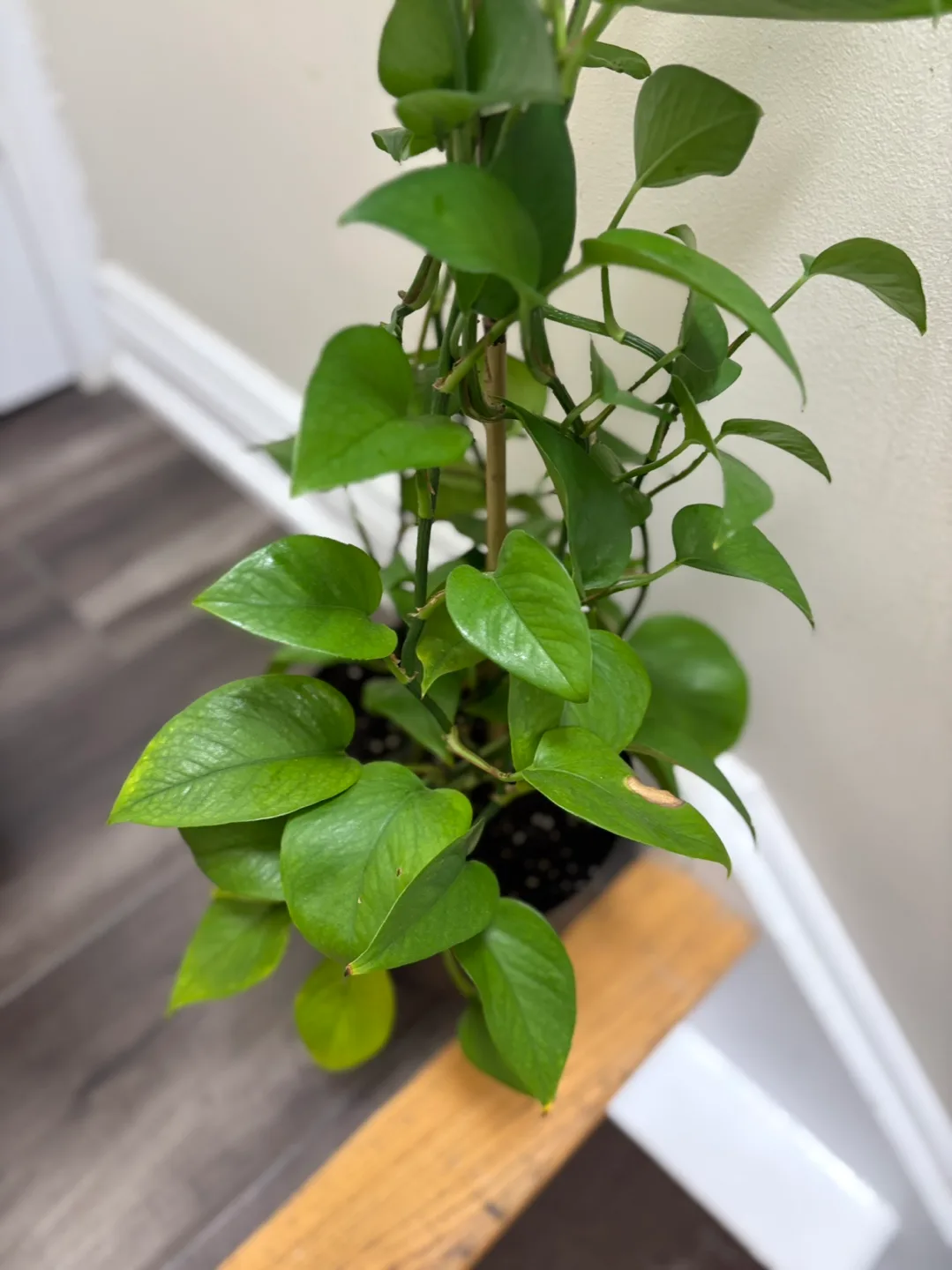 Large healthy Golden Pothos plant image indicator(3)