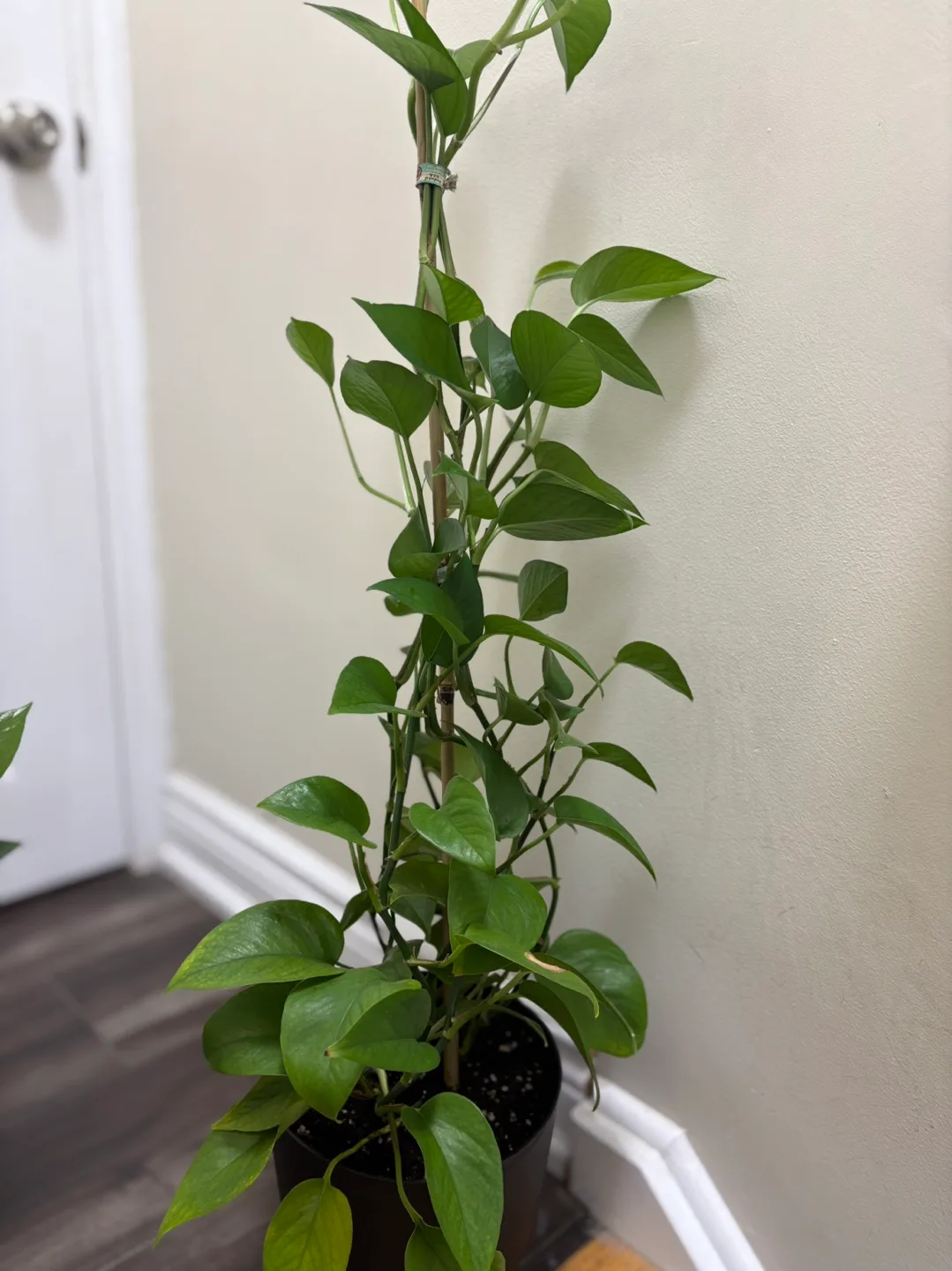 Large healthy Golden Pothos plant image indicator(2)