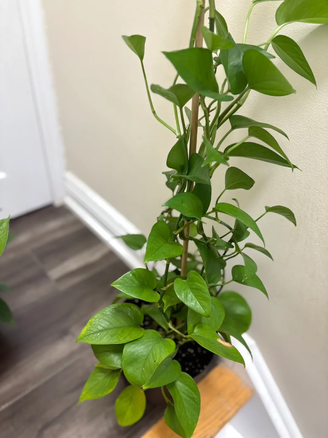 Large healthy Golden Pothos plant image indicator(4)