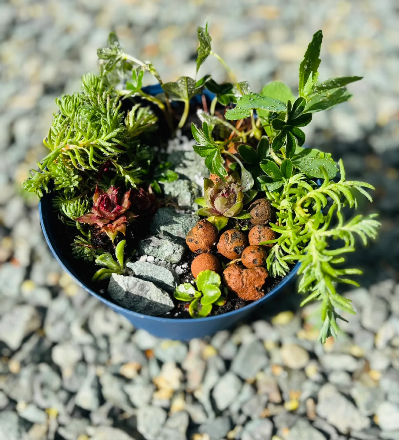 🏒 Miniature succulent garden thumbnail