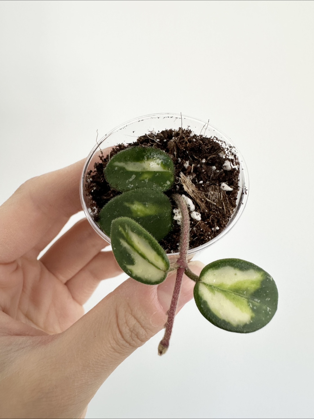 Hoya Mathilde Variegated