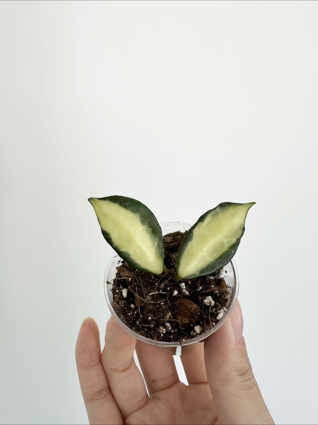Hoya lacunosa Midori