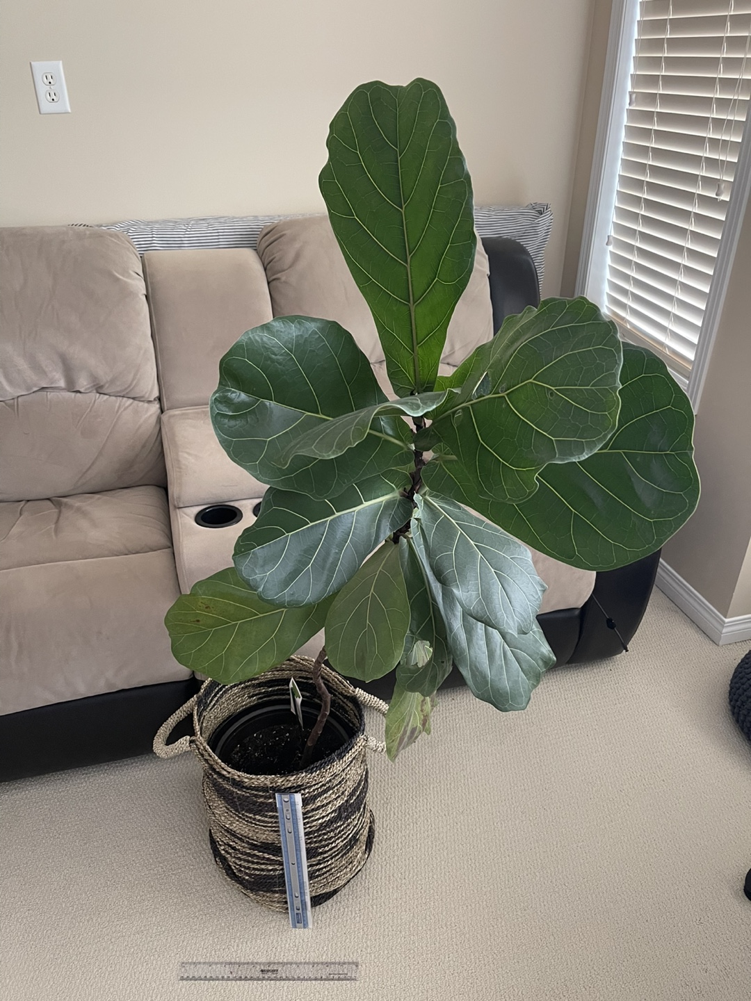 Basket with handles - photo 2