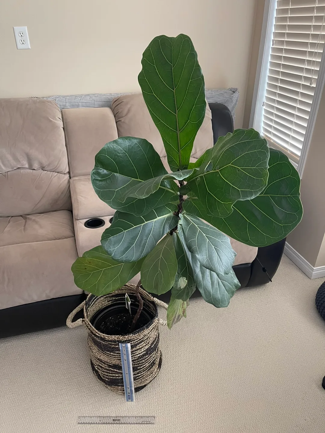 Basket with handles image indicator(2)