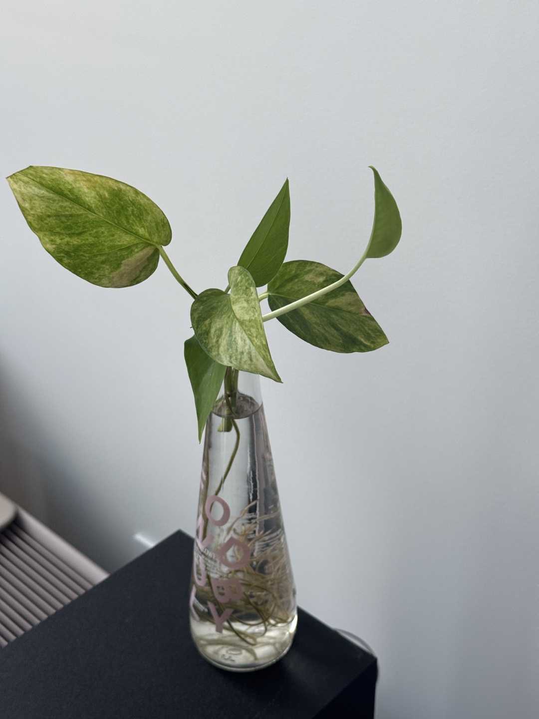 Water Propagated Pothos in Glass Bottle - photo 2