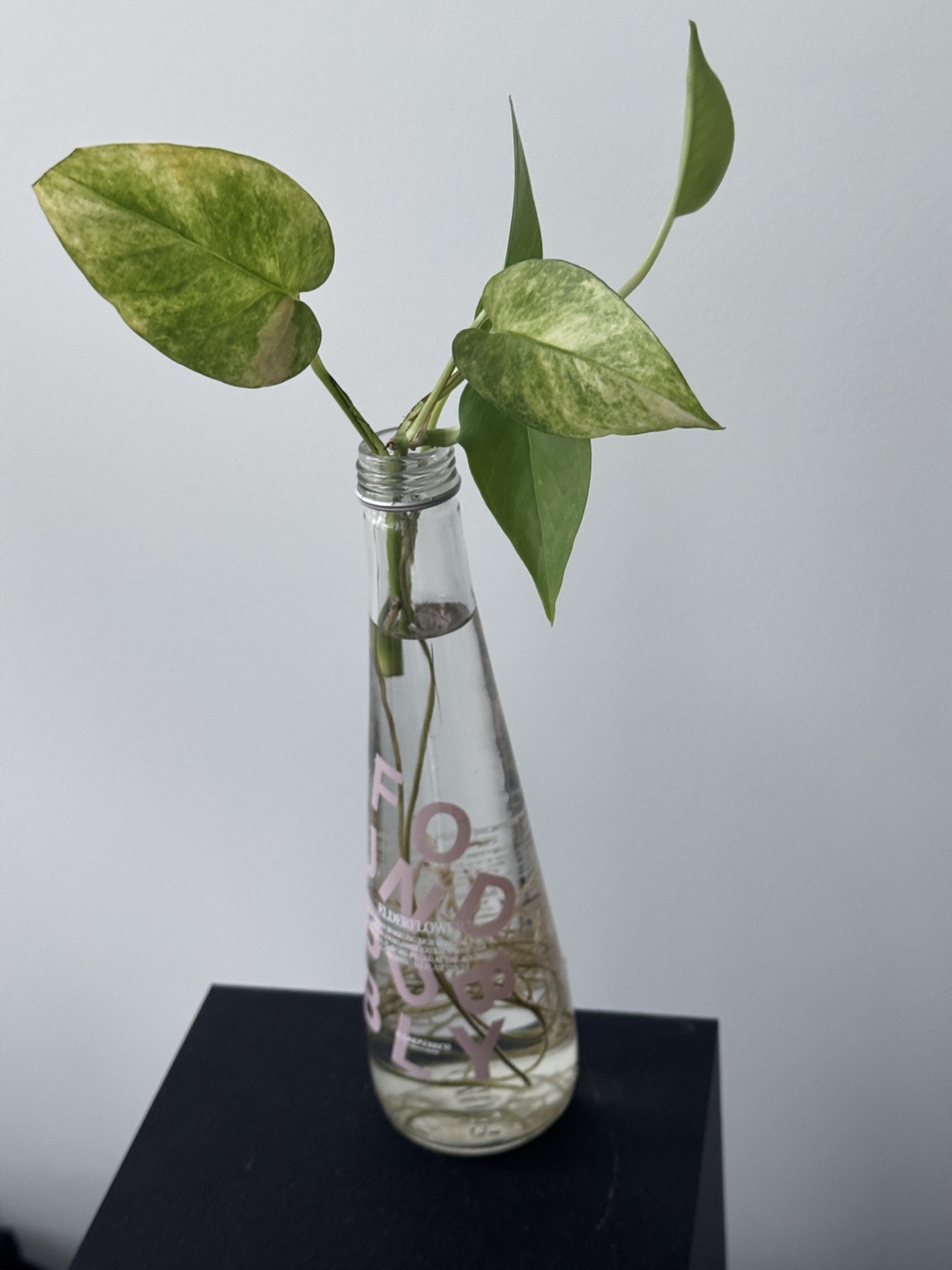 Water Propagated Pothos in Glass Bottle
