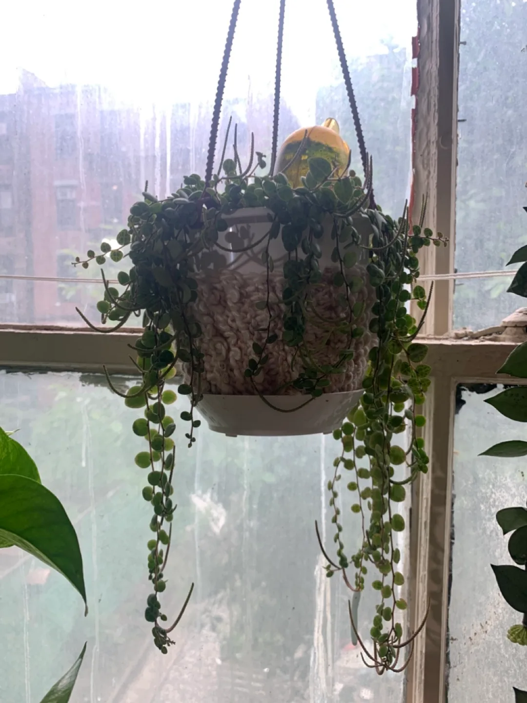 Beautiful healthy house plants thumbnail