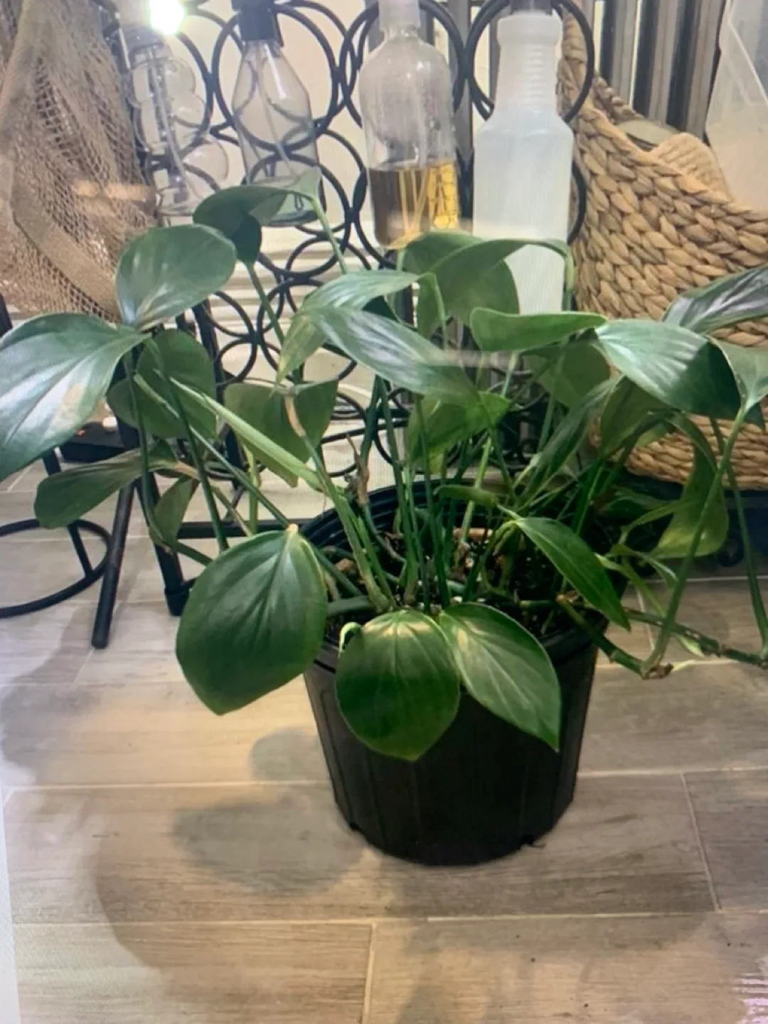 Beautiful healthy house plants thumbnail
