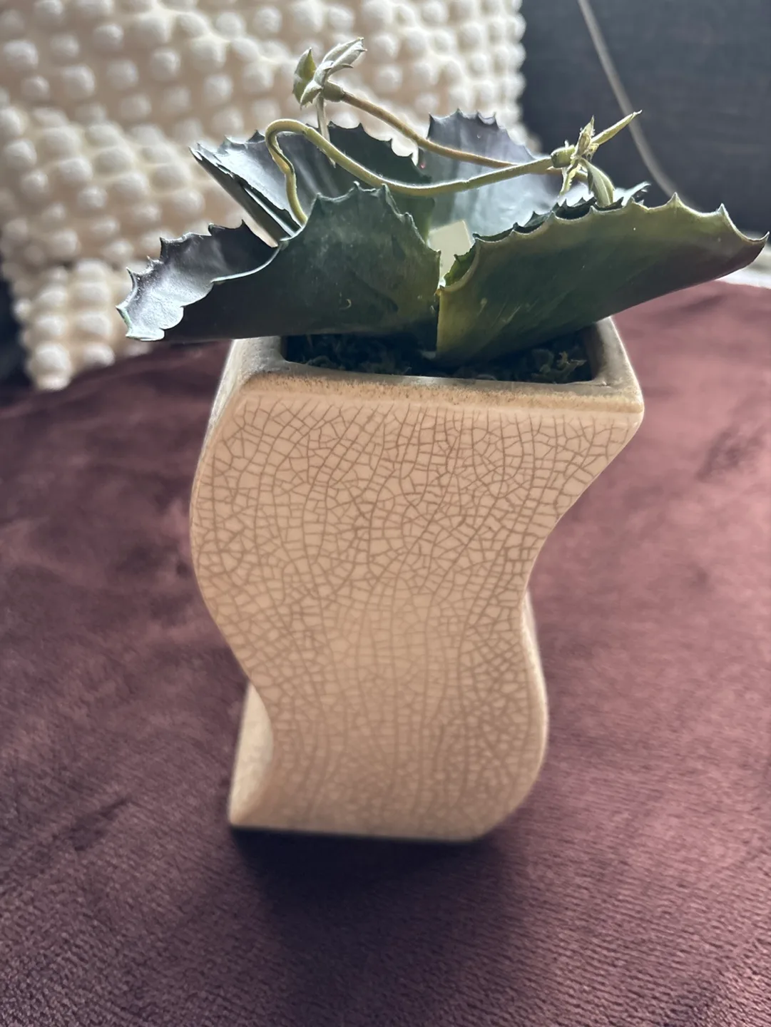 Cream Crackle Glaze Ceramic Planter with Faux Succulent thumbnail