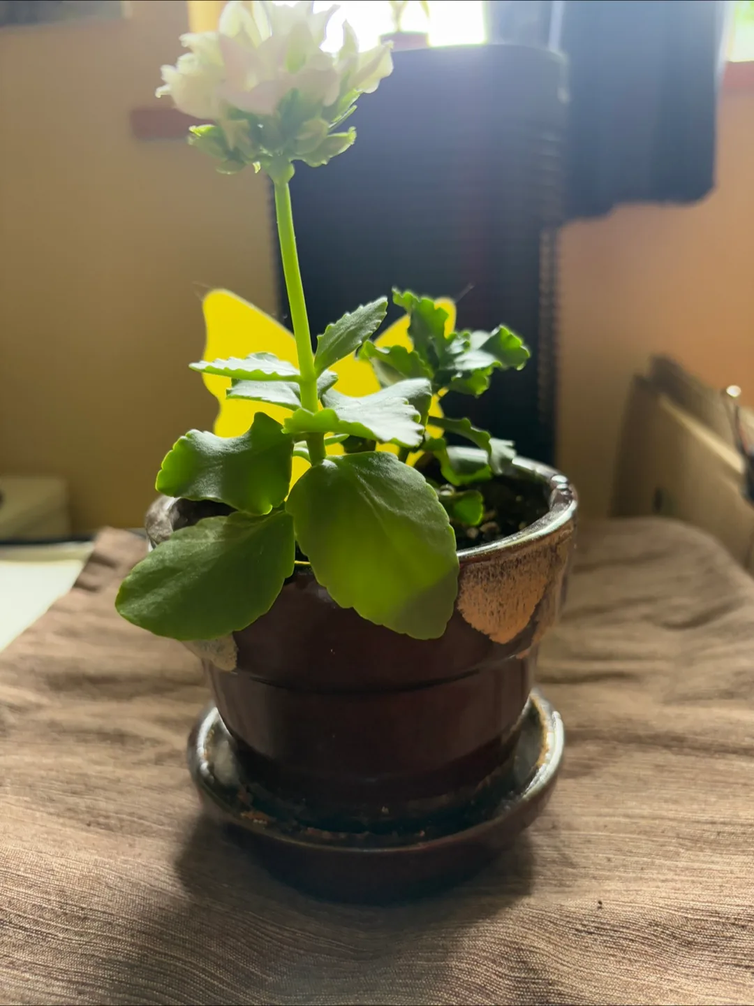 Kalanchoe Succulent in 4.5in Pot - White Flowers - nice for gift image indicator(2)