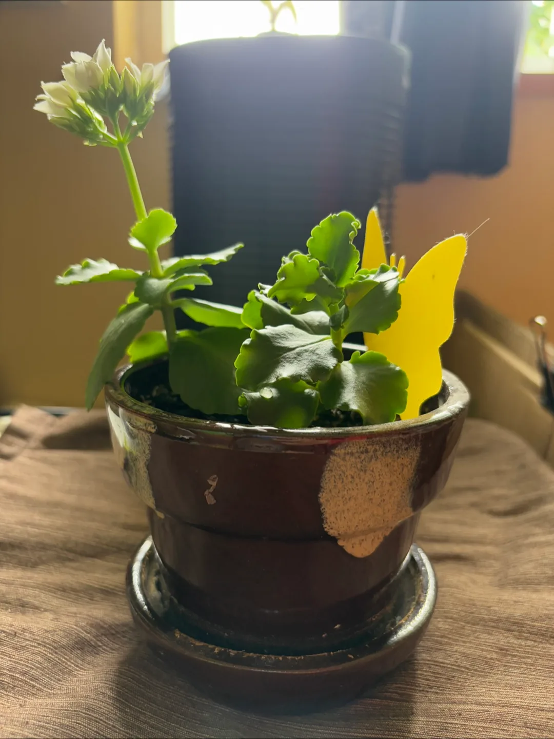 Kalanchoe Succulent in 4.5in Pot - White Flowers - nice for gift image indicator(3)