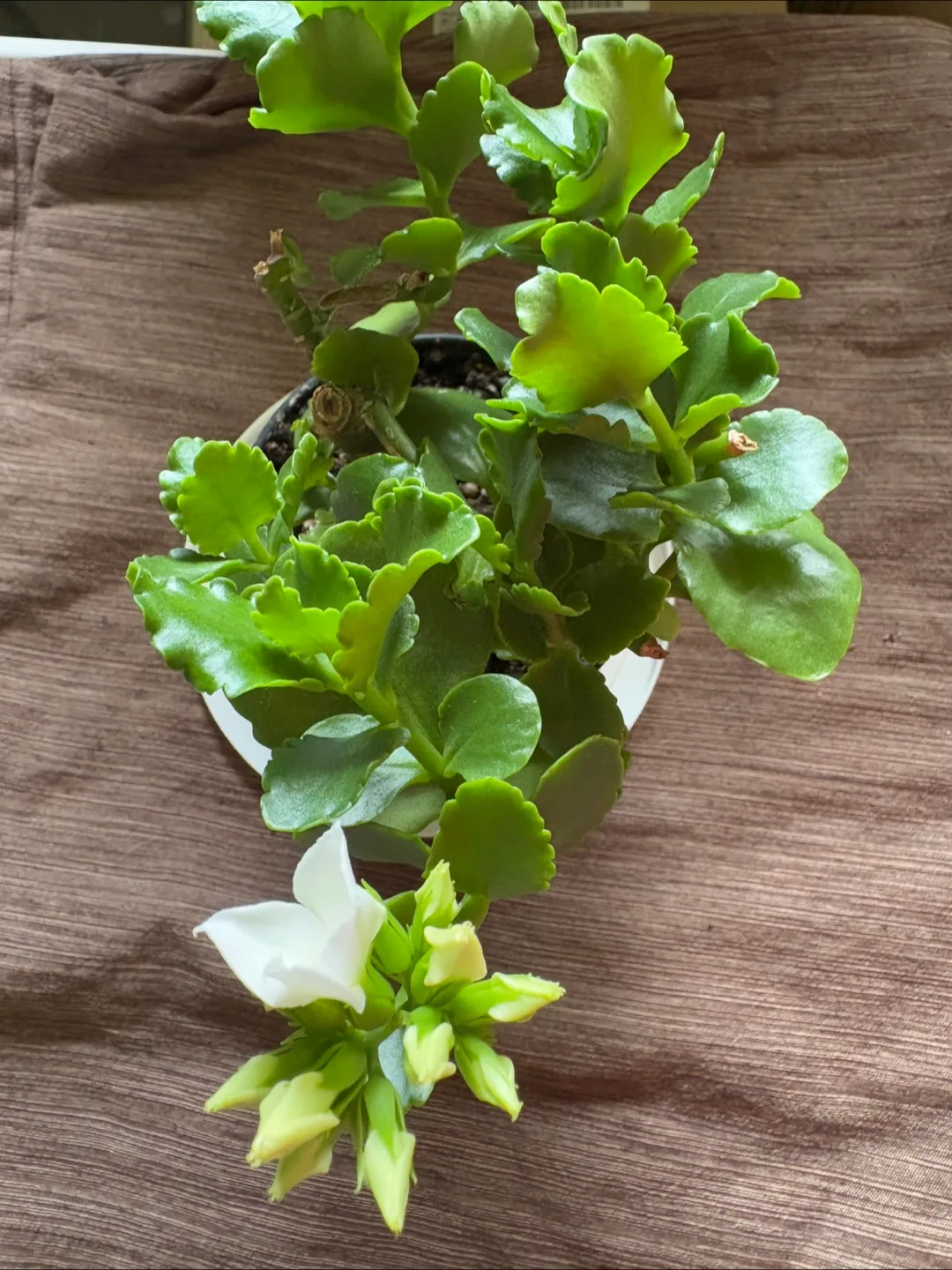 Kalanchoe Succulent 4in pot White - Houseplant/Perfect for Gift image indicator(3)