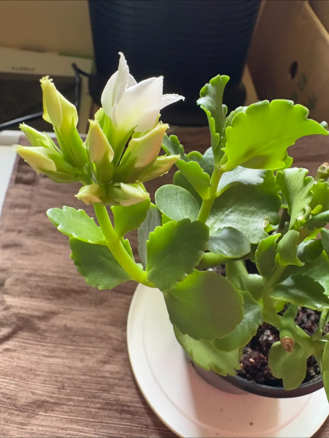 Kalanchoe Succulent 4in pot White - Houseplant/Perfect for Gift image indicator(2)