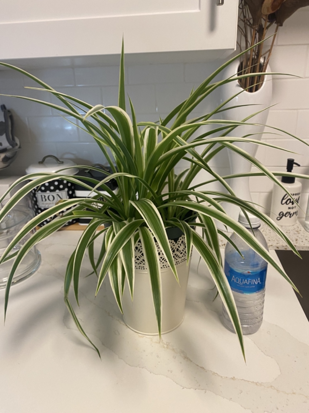 Spider Plant in Decorative Pot - photo 2