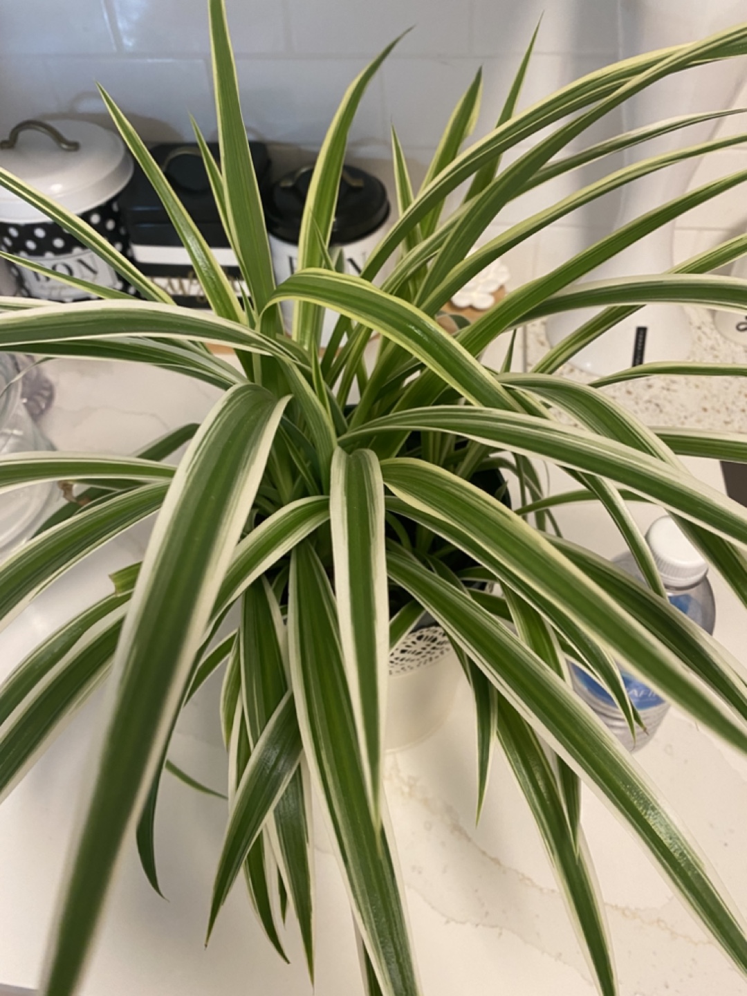 Spider Plant in Decorative Pot - photo 3