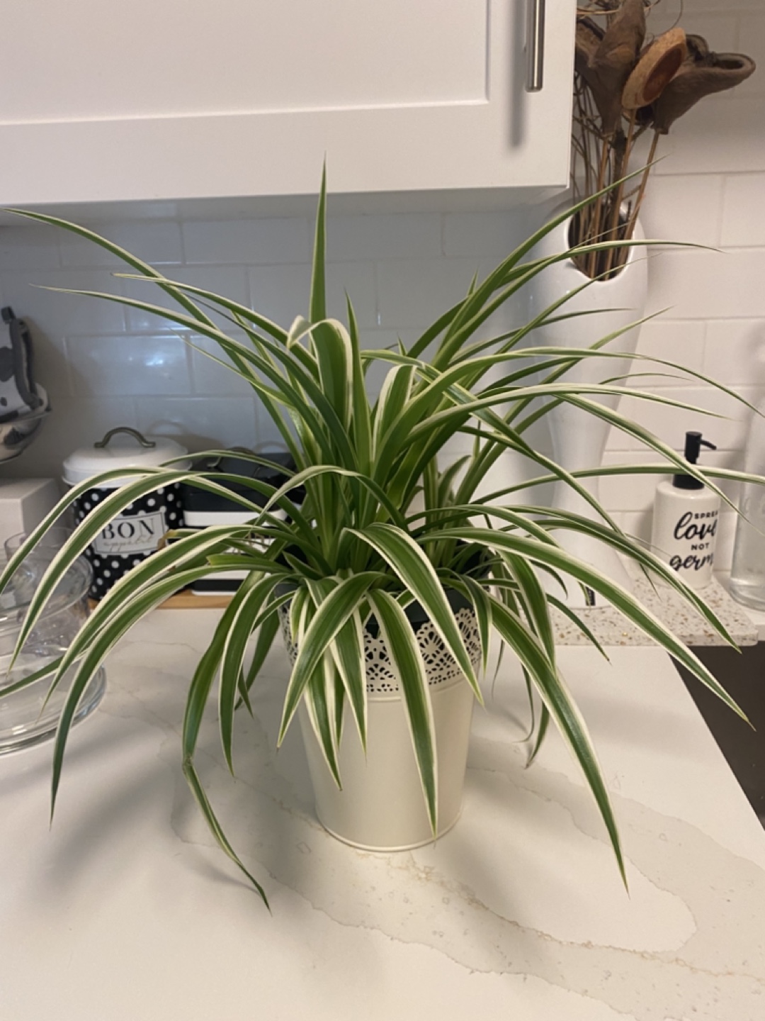 Spider Plant in Decorative Pot - photo 4