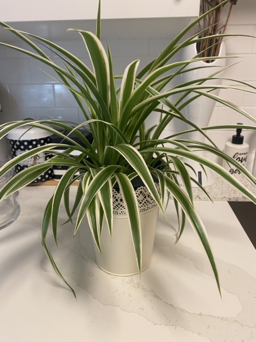 Spider Plant in Decorative Pot