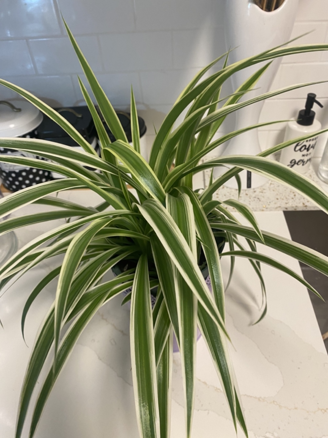 Spider Plant in Decorative Pot - photo 5