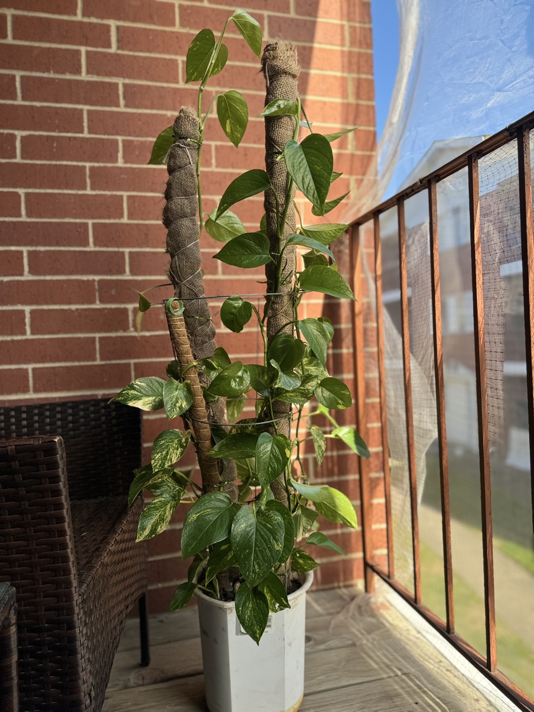 Large Golden Pothos Plant