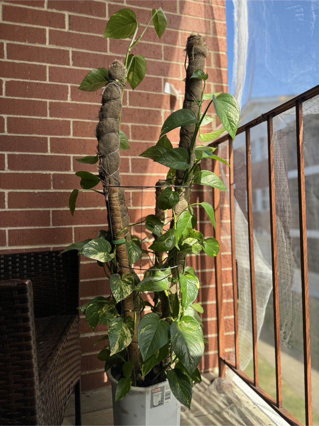 Large Golden Pothos Plant - photo 2