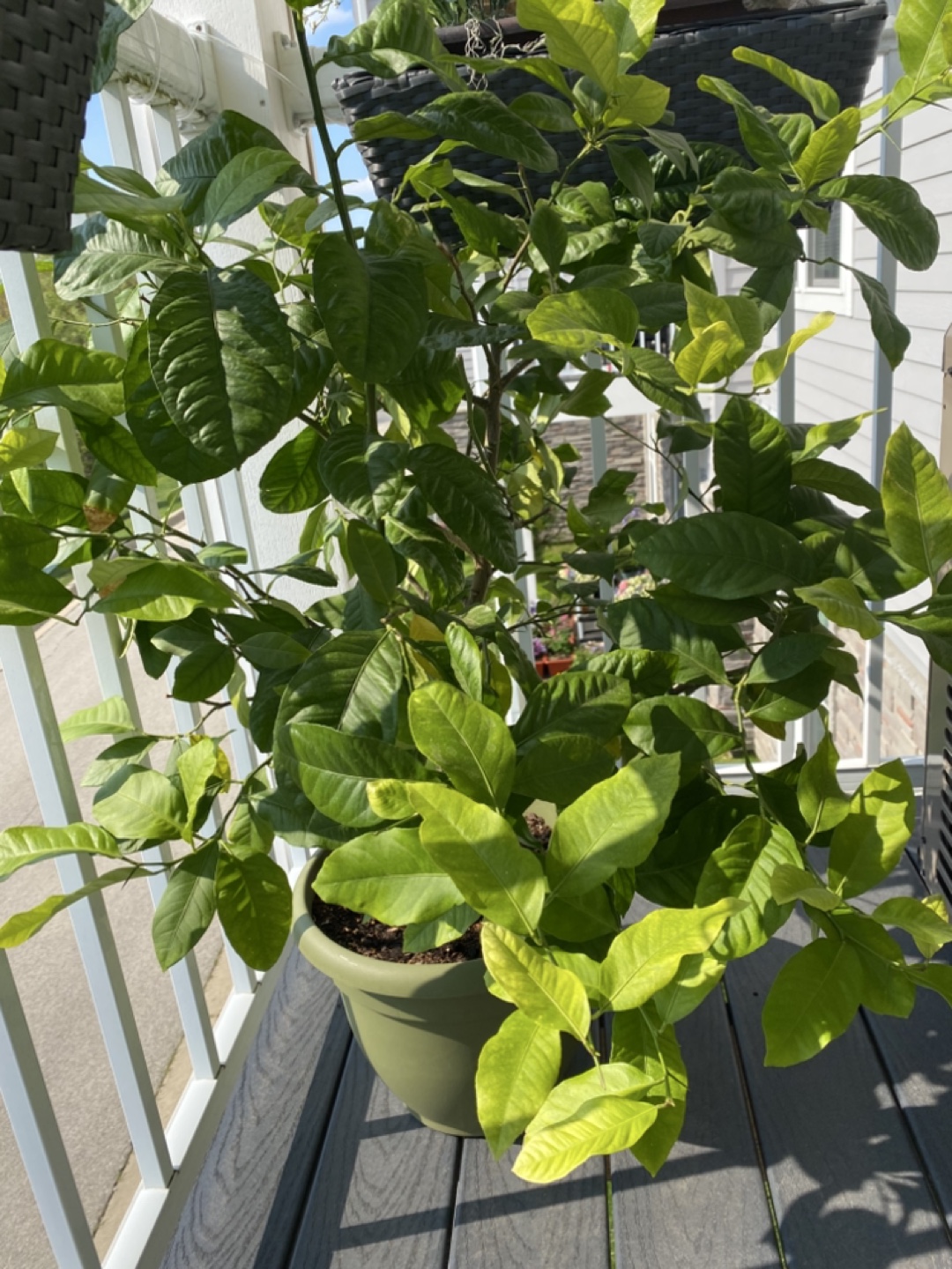 Free!   Meyer Lemon Tree in Pot