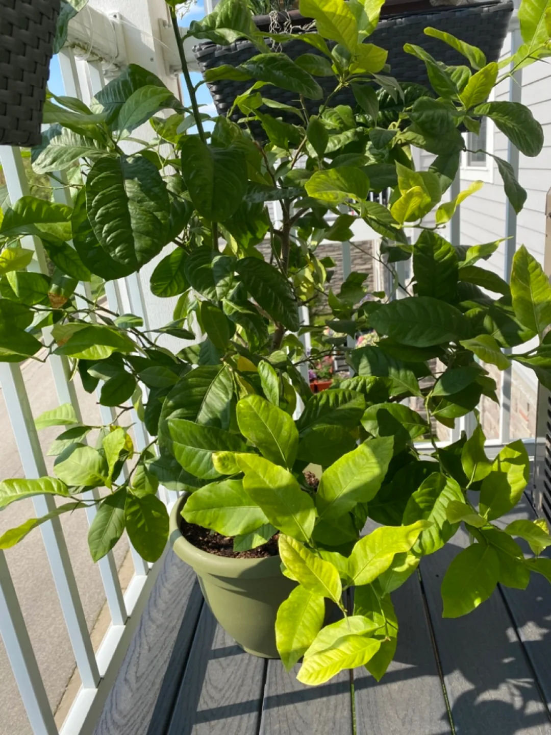 Free!   Meyer Lemon Tree in Pot thumbnail