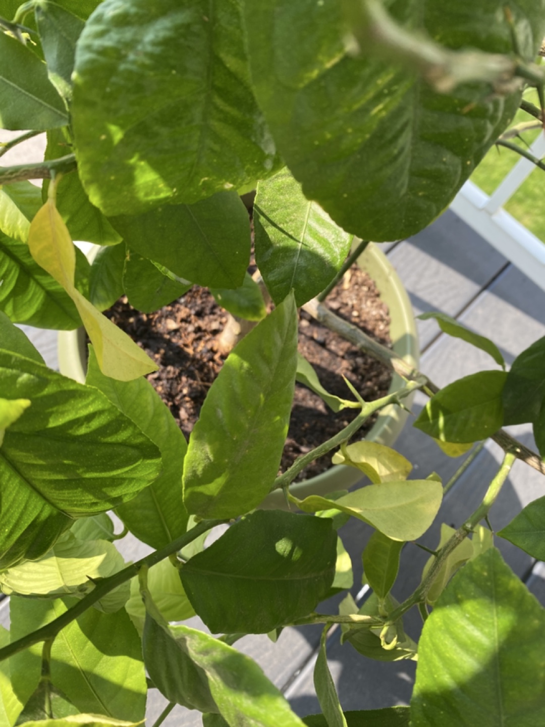Free!   Meyer Lemon Tree in Pot - photo 3