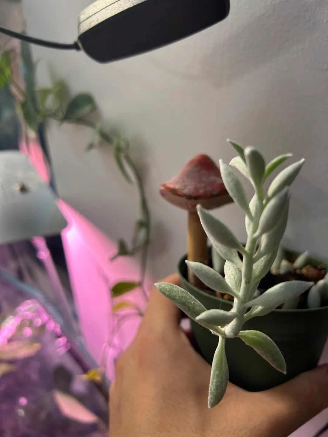 senecio haworthii image indicator(2)