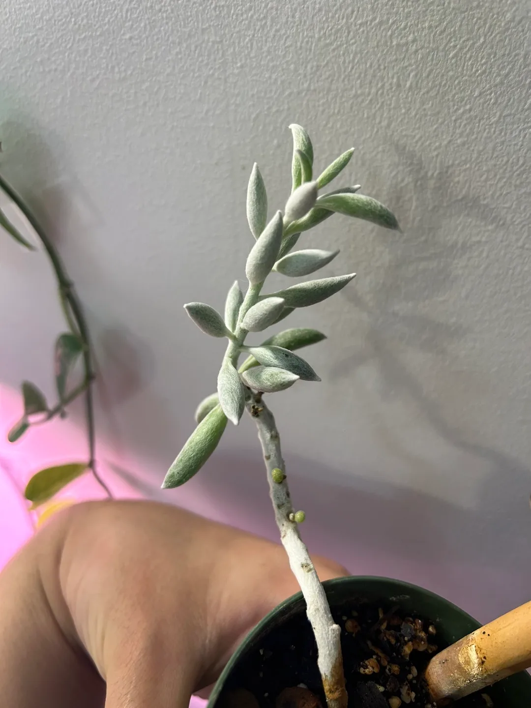 senecio haworthii image indicator(3)