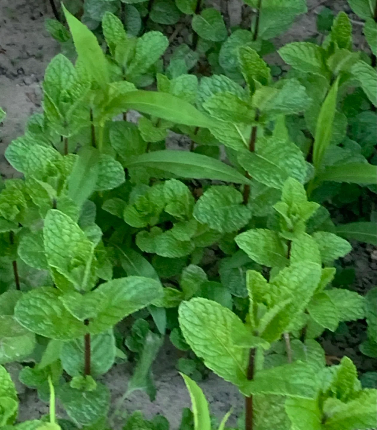 Fresh ,Organic Mint  plant, perennial image indicator(2)