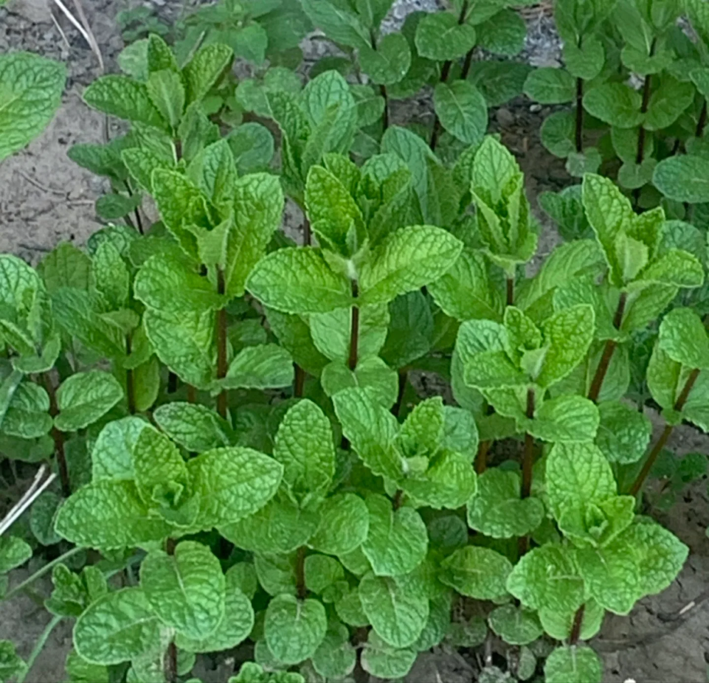 Fresh ,Organic Mint  plant, perennial image indicator(3)