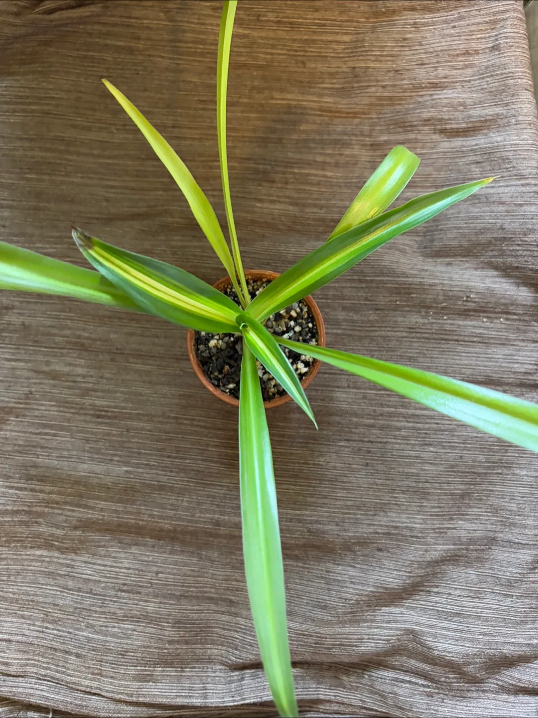 Young Spider Plant 2.5in Pot - Houseplant 🏒 image indicator(2)