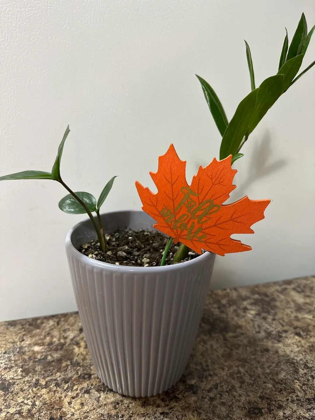 🏒Two small houseplants in grey pot thumbnail