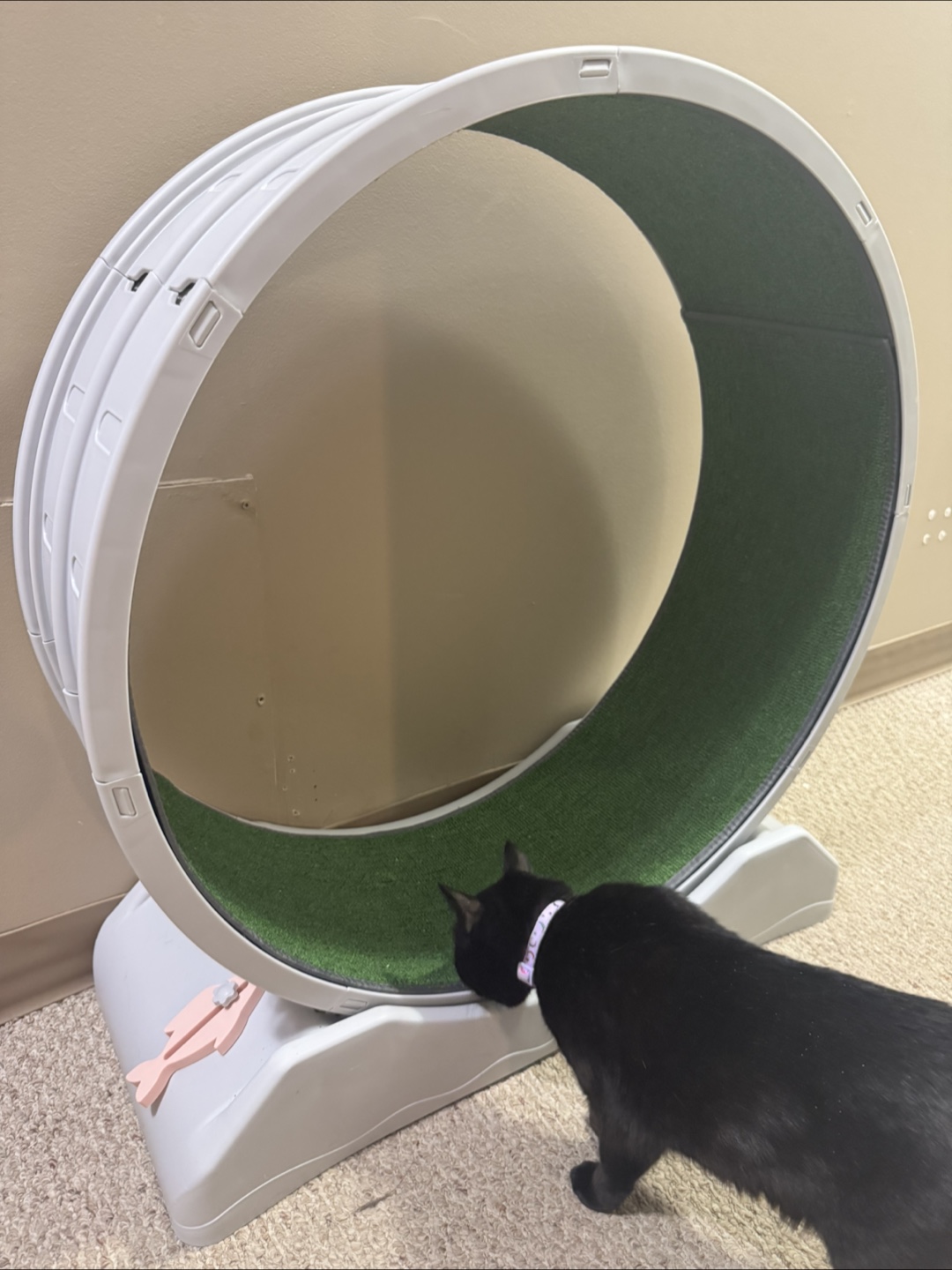 Cat Wheel Exercise Toy
