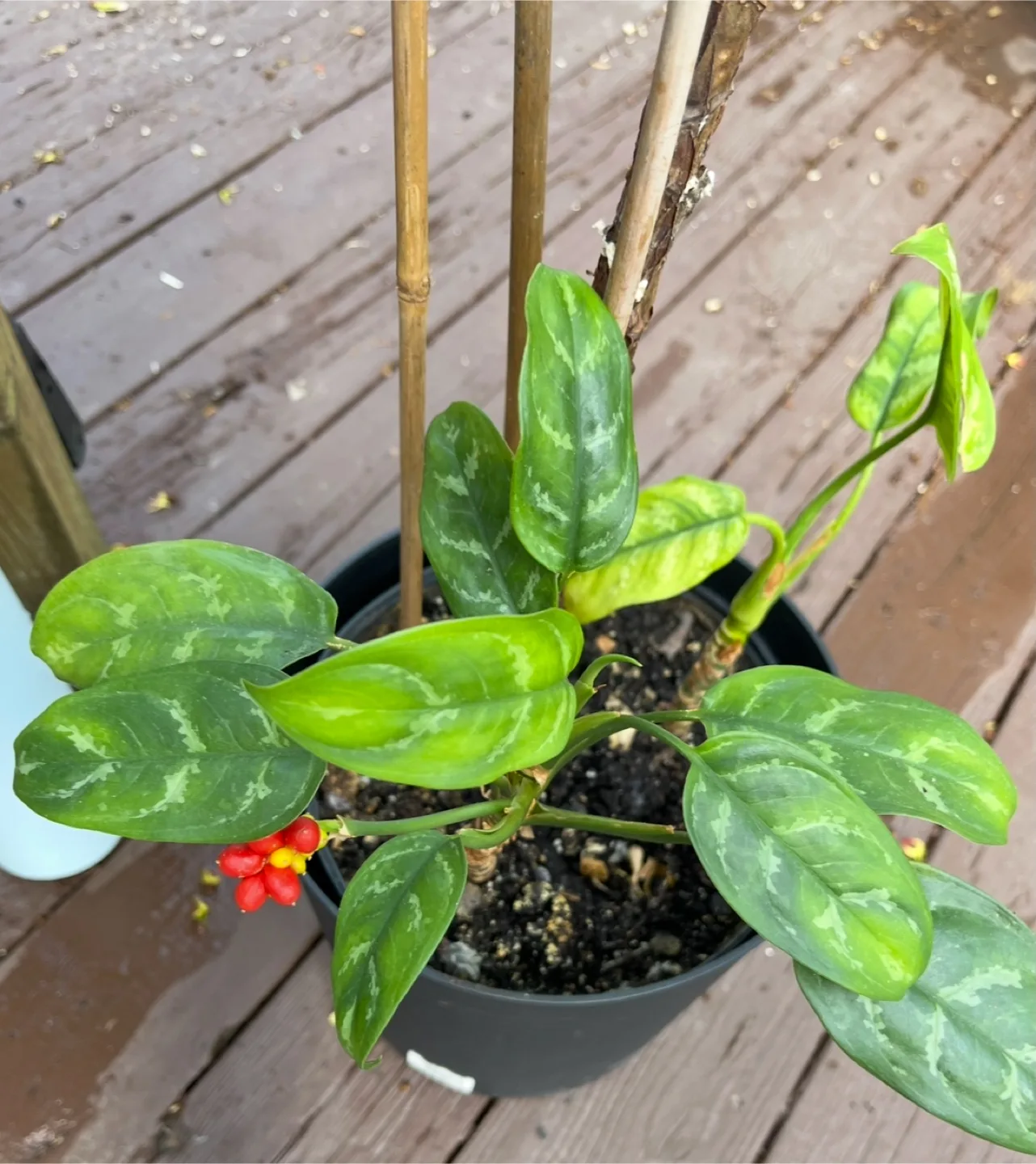 8 Feet + Mature Fiddle Leaf Fig Tree & 2 Chinese Lucky Plants image indicator(3)