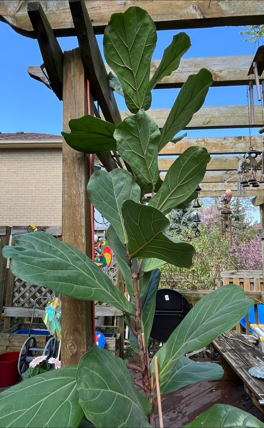 8 Feet + Mature Fiddle Leaf Fig Tree & 2 Chinese Lucky Plants image indicator(4)